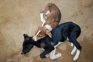 Farm dogs Farm dogs
