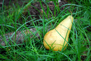 PearInGrass PearInGrass