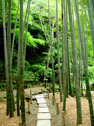 bamboo forest with stone path bamboo forest with stone path
